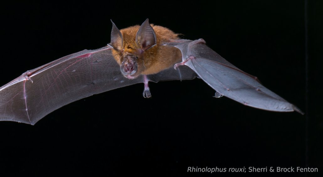 Only a few hours left, abstracts are due today! Share your research with hundreds and hundreds of bat biologists from around the world. Early bird registration rates continue a bit longer for those not presenting, but today is the last day to submit an abstract!
