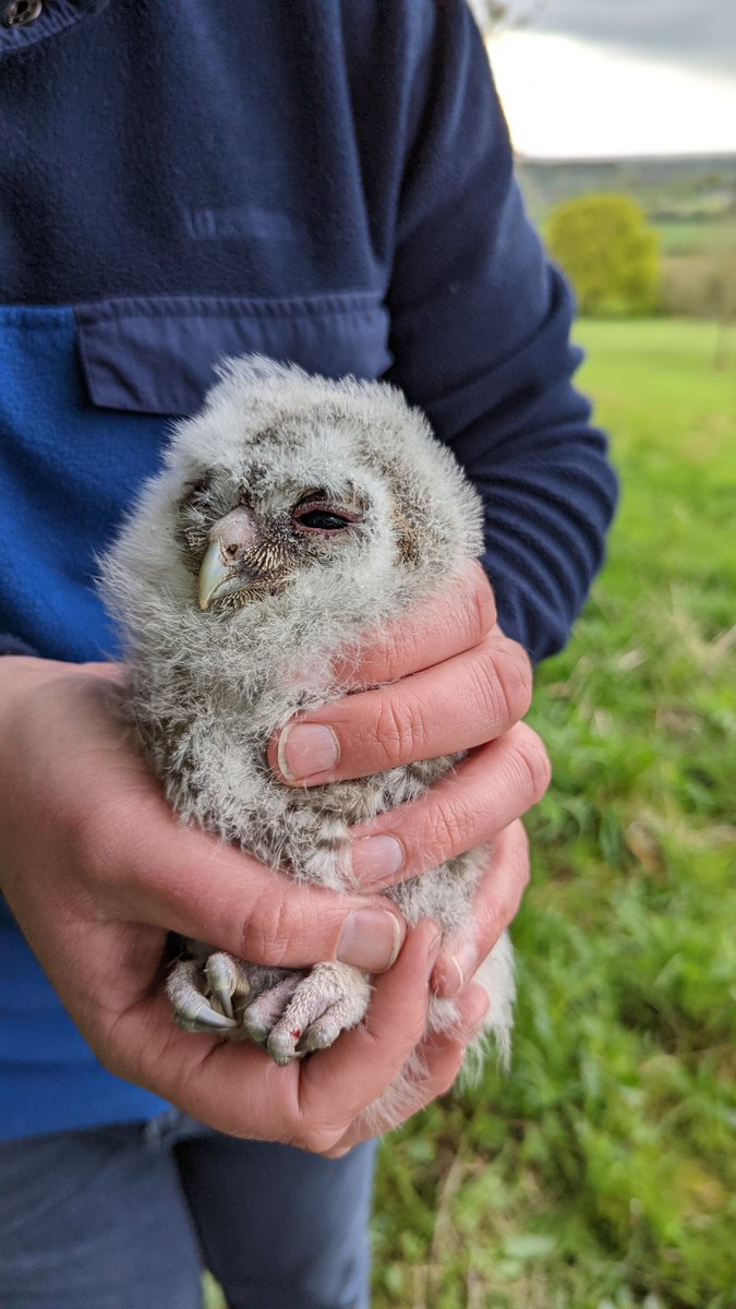 BroxtonBOGroup's tweet photo. Had a successful day out with our neighbours at the Mid-Cheshire Barn Owl Group, ringing some tawny owl chicks! 3 in total, all healthy and branching 🦉 https://t.co/5oTAHFR6Zy