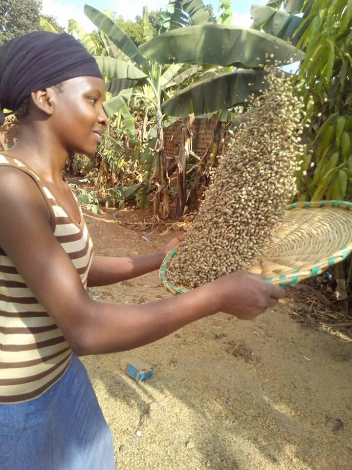 GKatabazi's tweet photo. @ONUCotedIvoire @UNDPAfrica @AminaJMohammed @Gouvci @ONU_fr @MPD_CI @MinistereEnfant @Educationci @ILOAfrica @oimcotedivoire @FAOCotedIvoire @UnfpaCI In Uganda through @UNDPUganda support we engage women on coffee coffee quality management as one way of complimenting on the inclusion component, Leaving No one behind Dr @JoyKategekwa https://t.co/pQcYqof77z