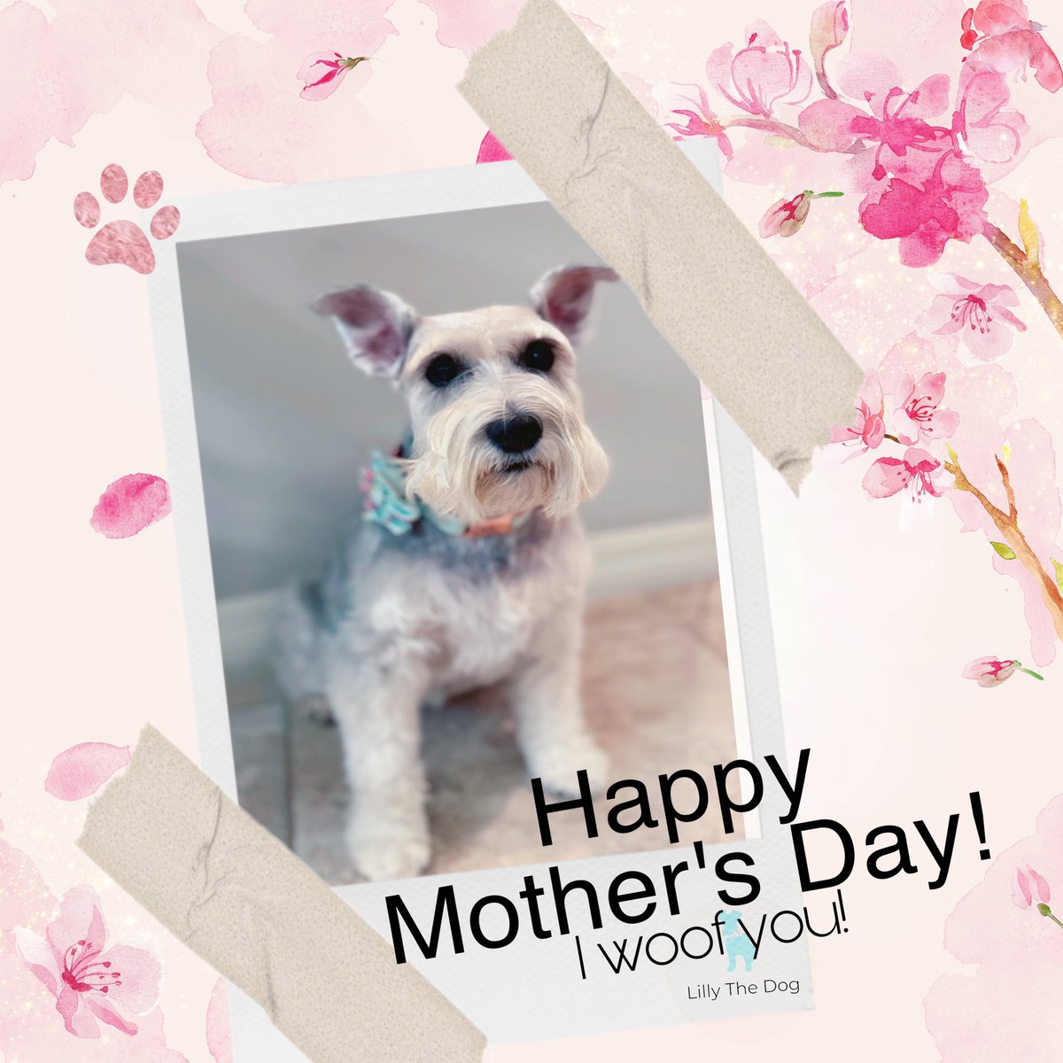 Lillythedog_com's tweet photo. Happy Mother's Day to all fur-tastic dog moms everywhere! 🥰 https://t.co/WX8jKoZskA 

#dogmom #mothersday #dogmothersday #dogmumlove #fourleggedchild #furrybaby #supportsmallbusiness #dog #dogs #collar #bowtie #handmade #pet #doggrooming #dogmodels #doglife #ilovemydog #doggy https://t.co/hz3FG2oTgc