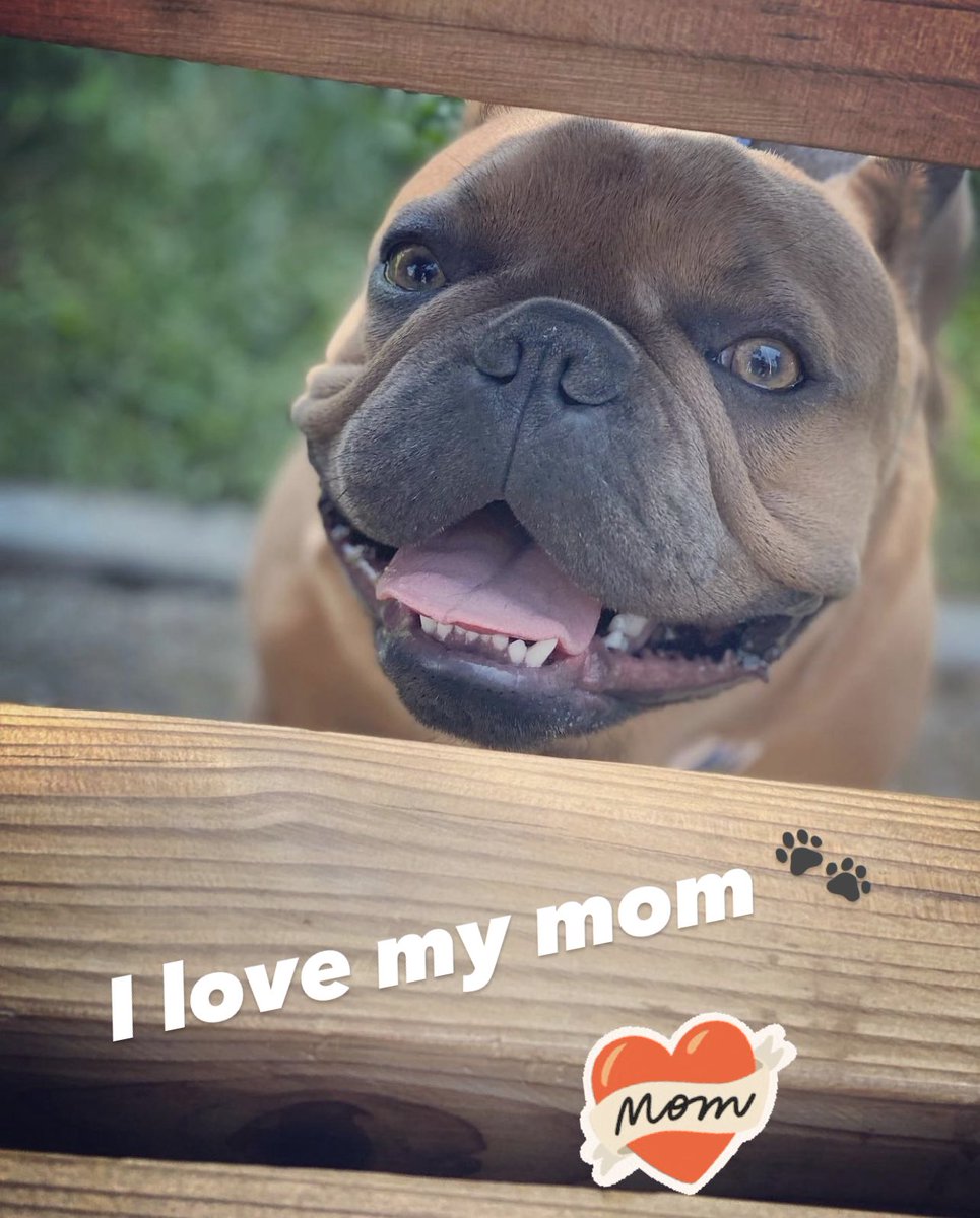 FrenchieHarvey's tweet photo. Happy Mother’s Day to @melamelodymela my favorite person…like ever https://t.co/H9IMUKf6sB