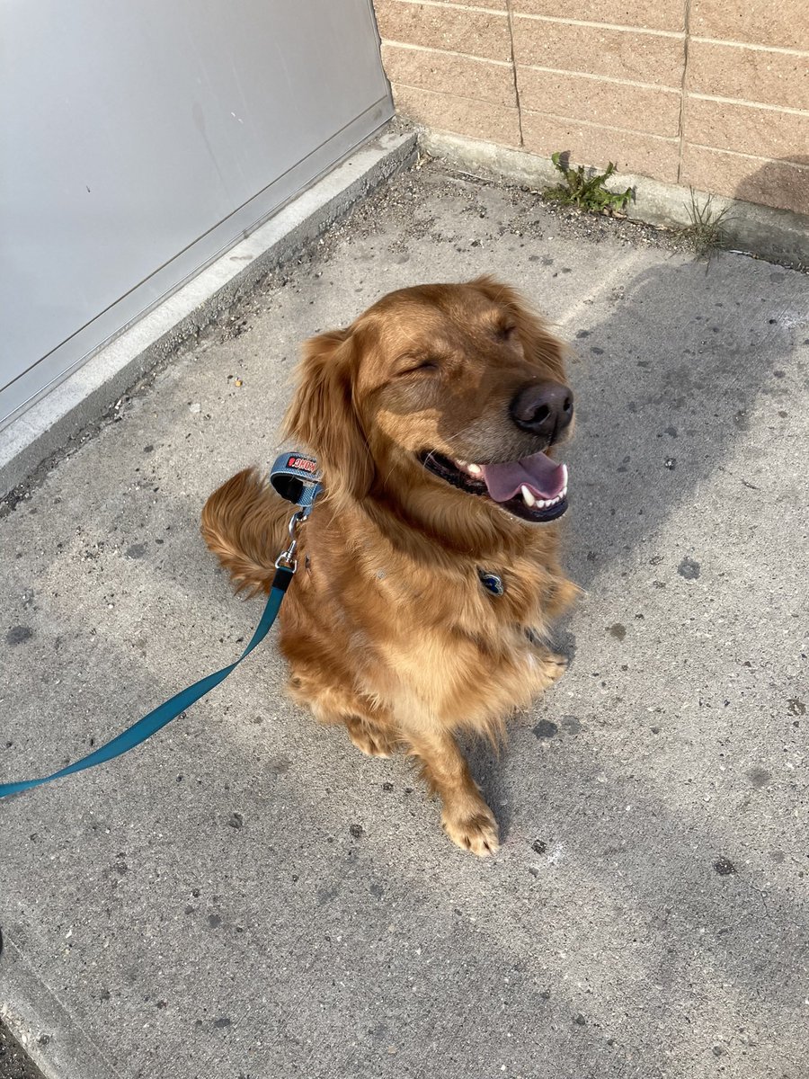 SamLStorey's tweet image. Happiest pup after his first ice cream pup cup from @MilkyWayRegina !