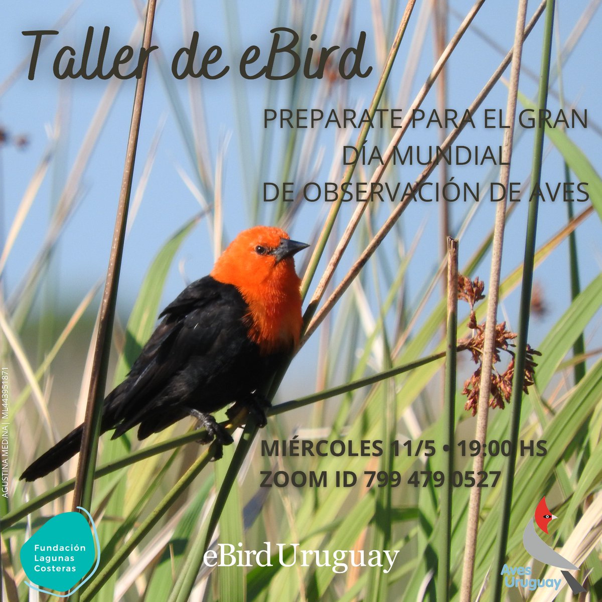 Nos preparamos para el Gran día de mayo!
Taller virtual junto a la Fundación Lagunas Costeras.
Uso y buenas practicas de la plataforma. pic.x.com/BnCi54x1s3