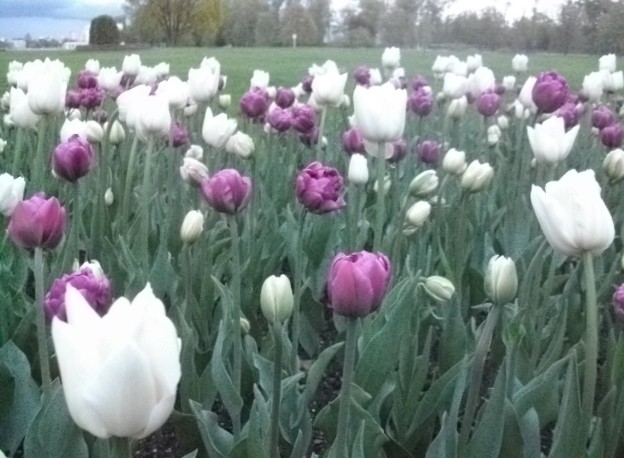 Sincerely_comm tweet picture