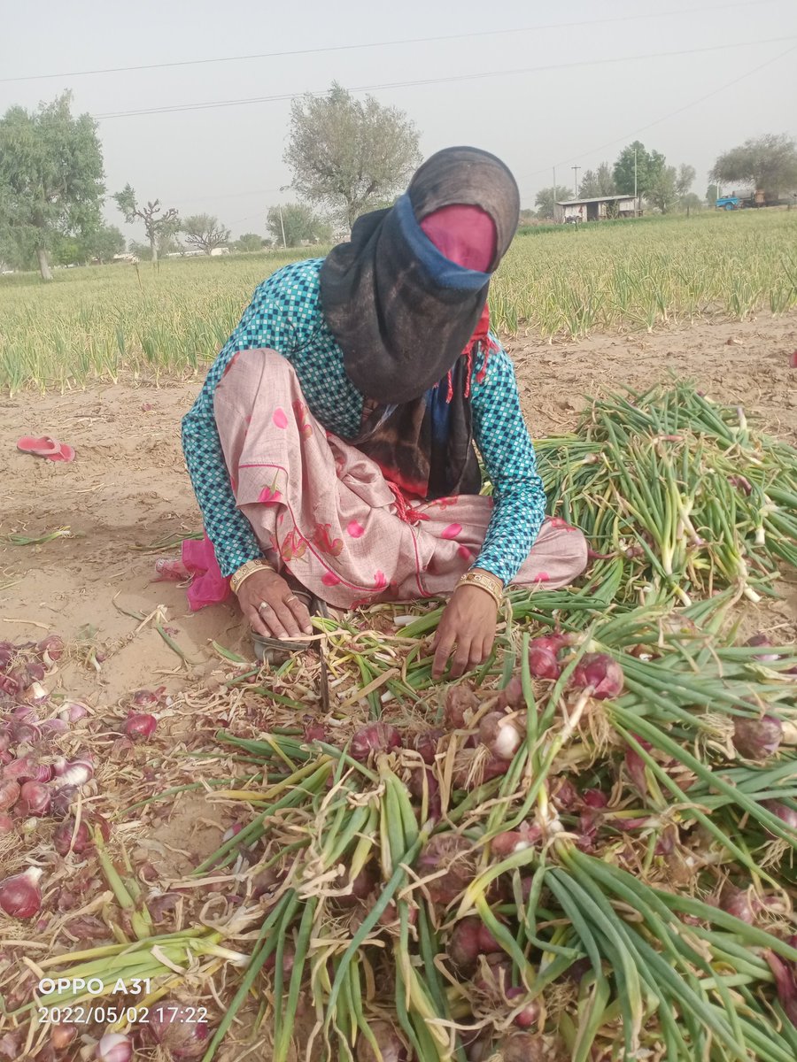 MohanParihar99's tweet photo. प्याज बोटने कि सिजन चल रही है #HappyMothersDay #BPSC #المثلي_عبدالله_فازلين_الصالح #motherhood #blackpinkdisband #KCORP #amirliaquat #KCORP #AmirLiaqat #Mariupol https://t.co/w14Kfpzf9p