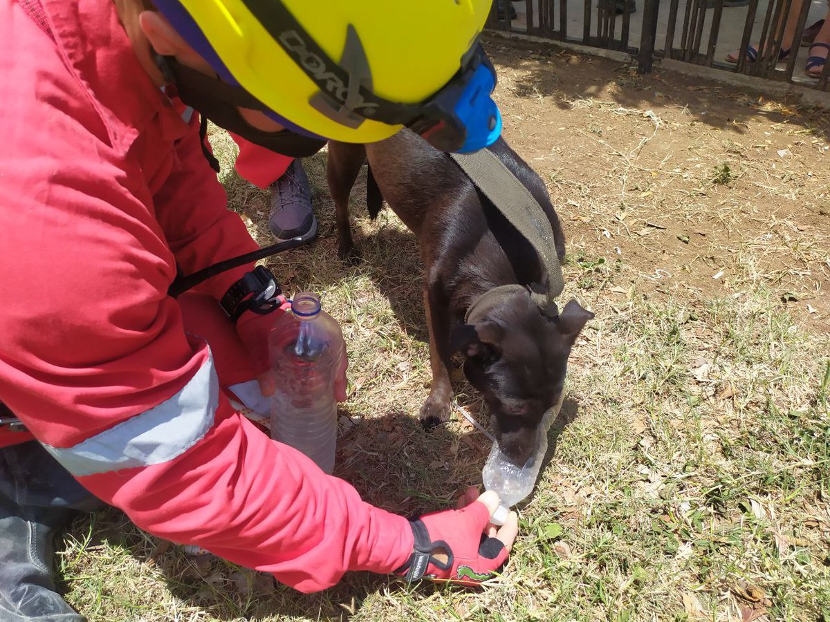 cubadebatecu's tweet photo. 🐶🐶 Chusa y Sultán, salvados de los escombros.

Arnaldo Álvarez, miembro de la Cruz Roja Cubana, explicó que los bomberos hicieron una exploración y encuentran primero a la hembra y luego al macho. https://t.co/lGmJqVvHAj