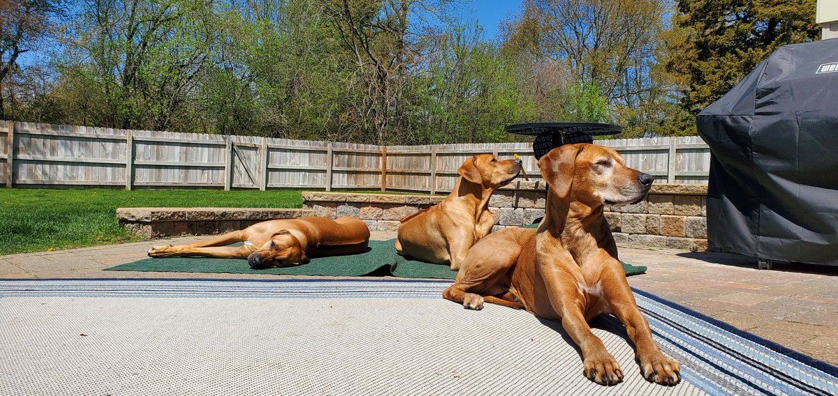Enjoying the wonderful sun, getting some D!
