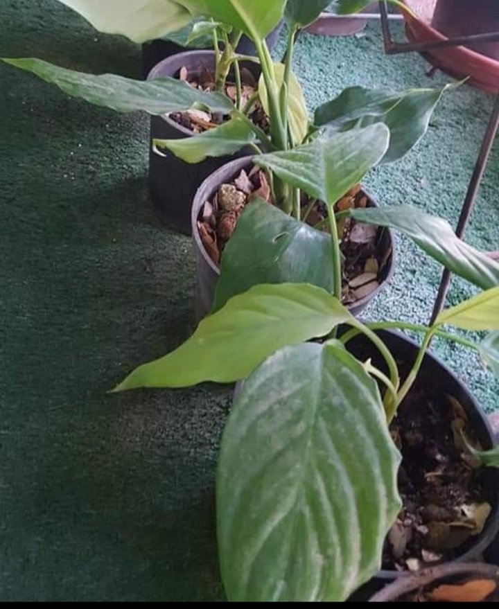 نبته متل هي كيف منعتني فيها و بناسبها الأماكن الباردة ؟ 
#اسأل_السوريين