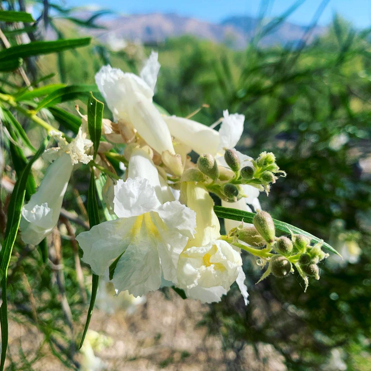 totallytucson's tweet photo. A mom on her horse? My long walk this morning on #LoopTrail served up a horseback rider and new white flowers budding. Happy #MothersDay!! #Tucson #sundaymorning #horses #horsebackriding @VisitTucsonAZ https://t.co/XtkEsZBxsO