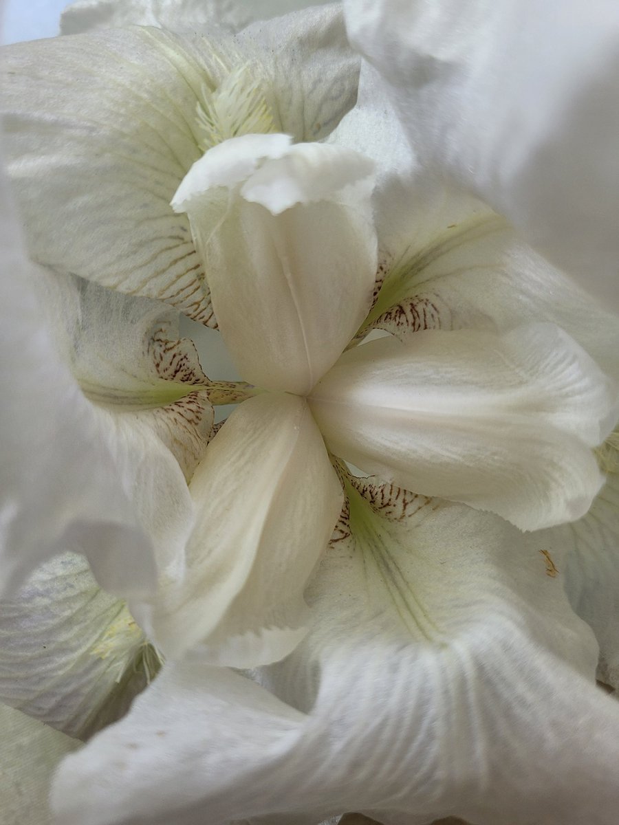 JulDwyer's tweet photo. Have I mentioned irises are favorite? https://t.co/kYWUPWf4D9