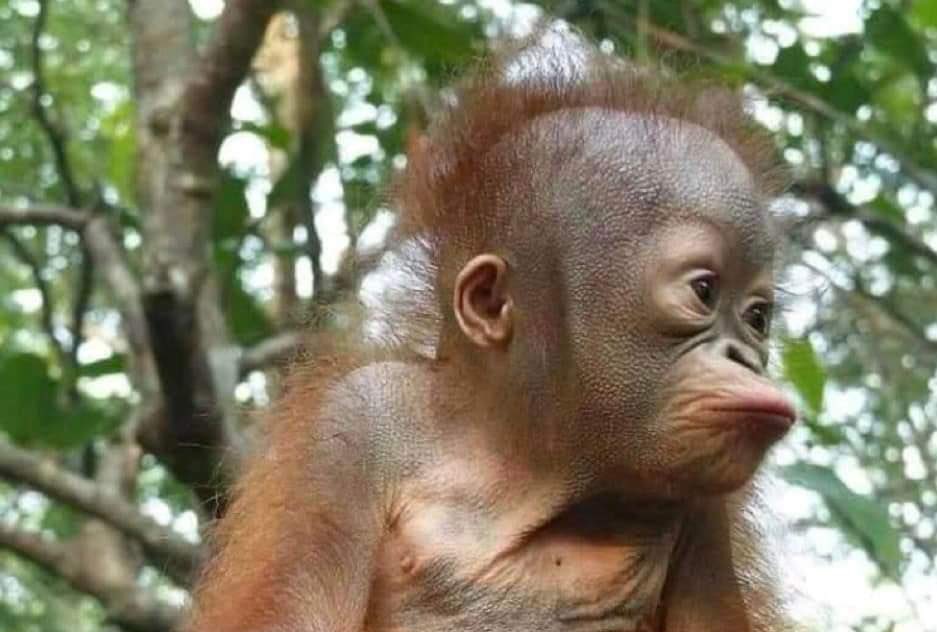 You lick pvssy but you can’t put G string on your face? Shame on you.
Izy carry ooonnnn!!!!