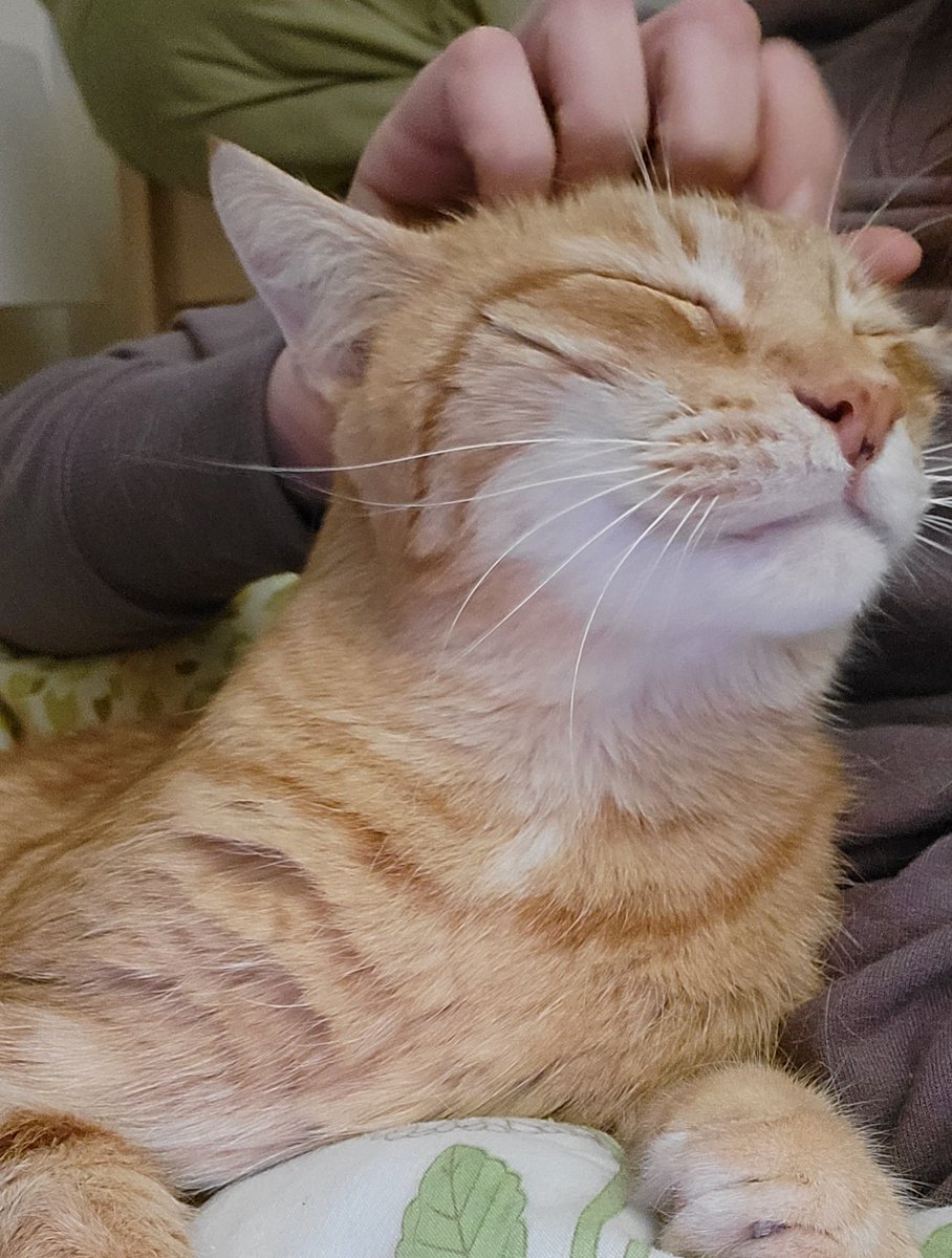Elizabeth and Cats tweet media