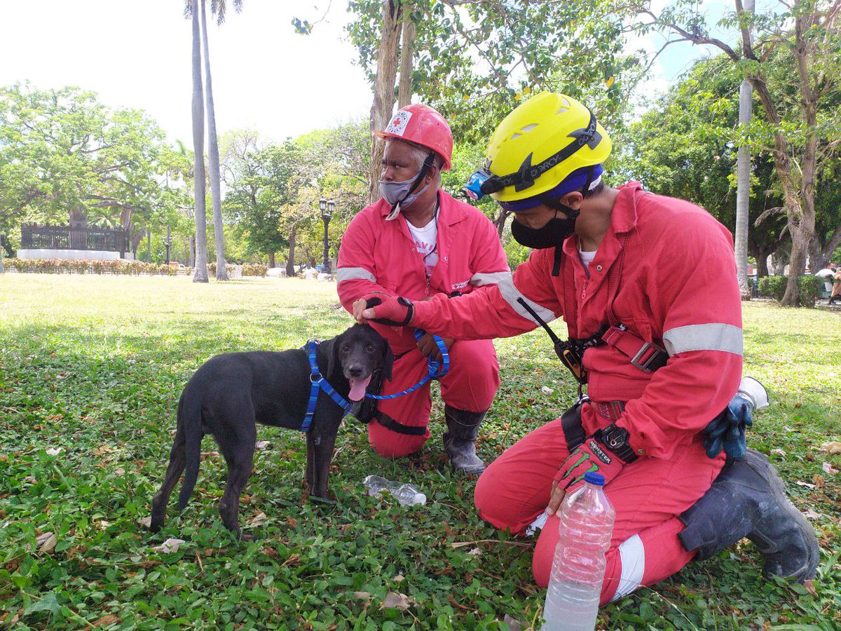 cubadebatecu's tweet photo. 🐶🐶 Chusa y Sultán, salvados de los escombros.

Arnaldo Álvarez, miembro de la Cruz Roja Cubana, explicó que los bomberos hicieron una exploración y encuentran primero a la hembra y luego al macho. https://t.co/lGmJqVvHAj