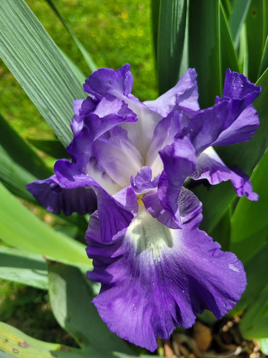 JulDwyer's tweet photo. One of my favorite irises! https://t.co/3hZncAAiNf