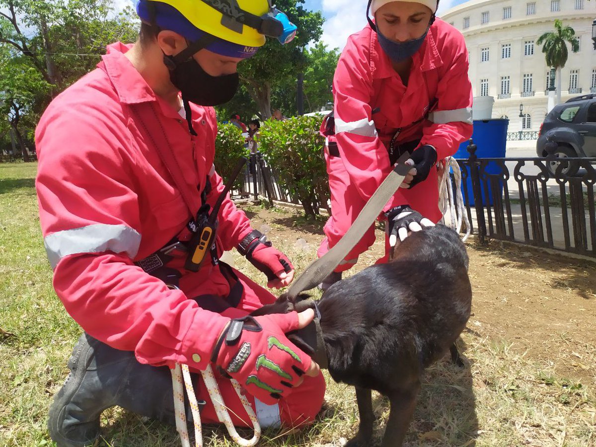 cubadebatecu's tweet photo. 🐶🐶 Chusa y Sultán, salvados de los escombros.

Arnaldo Álvarez, miembro de la Cruz Roja Cubana, explicó que los bomberos hicieron una exploración y encuentran primero a la hembra y luego al macho. https://t.co/lGmJqVvHAj