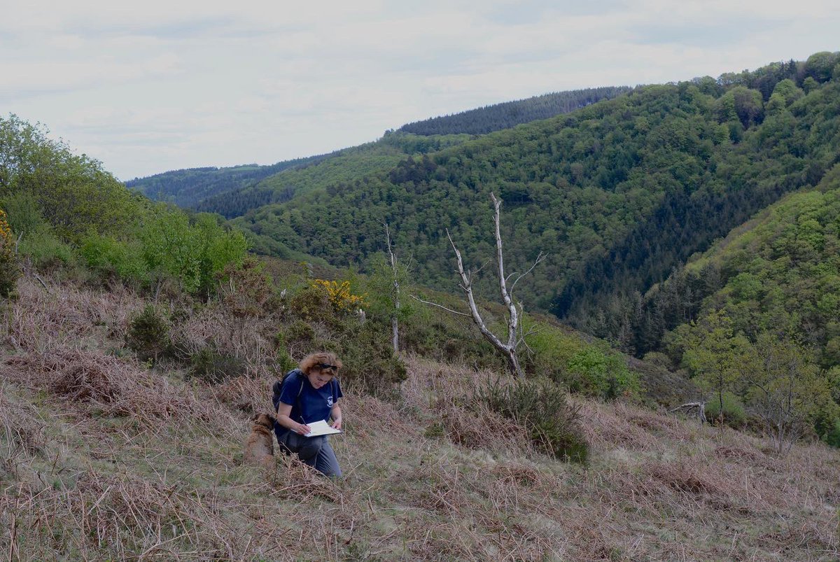 papillongin's tweet photo. Not a bad spot to be surveying for Pearl-bordered fritillaries. Busy weekend counting those ‘flashes of orange’ The sun really brought them out this afternoon.
@savebutterflies #butterfly #pearlborderedfritillary #fritillary #dartmoor #butterflysurvey @dartmoornpa https://t.co/CCQIgDgyWZ