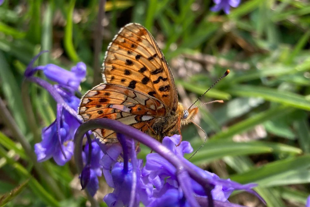 papillongin's tweet photo. Not a bad spot to be surveying for Pearl-bordered fritillaries. Busy weekend counting those ‘flashes of orange’ The sun really brought them out this afternoon.
@savebutterflies #butterfly #pearlborderedfritillary #fritillary #dartmoor #butterflysurvey @dartmoornpa https://t.co/CCQIgDgyWZ