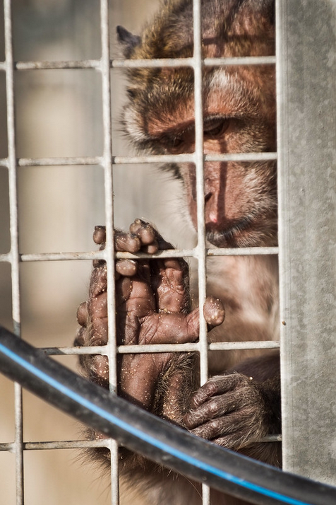 StopCamarles's tweet photo. En los últimos 5 años, Camarney ha enviado a la tortura y muerte a casi 10.000 macacos.
Solo entre Enero y Febrero de este año, ha traficado con más de 700 vidas inocentes.
¿Hasta cuándo vais a seguir permitiendo este miserable sitio @Teresaribera @TeresaJorda?
#StopCamarles https://t.co/jtnhyVfZ8a