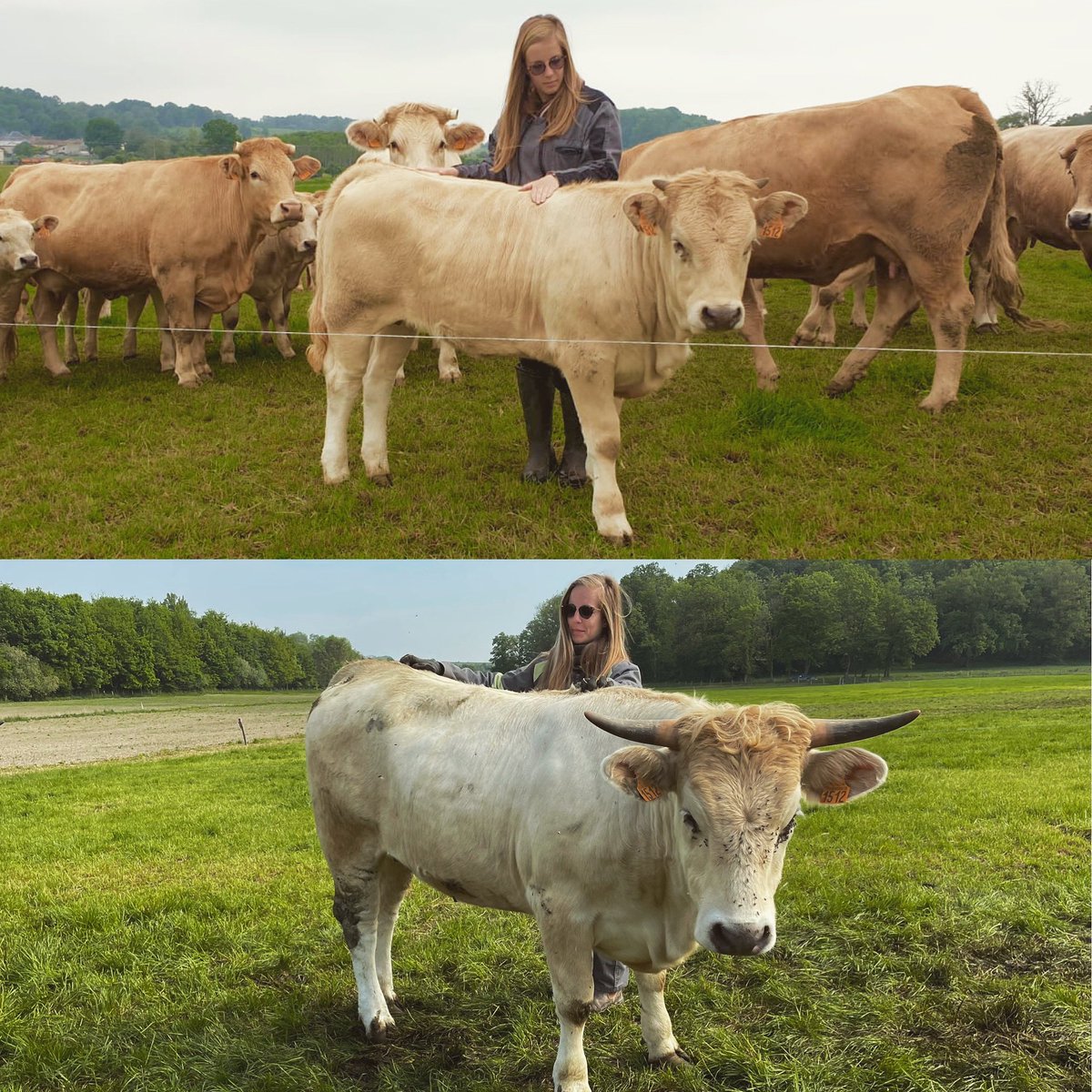 2 photos, 1 an d’écart, elle pousse ma bébé vache 🥰 <a href="/Fragritwittos/">FranceAgritwittos♥️</a>