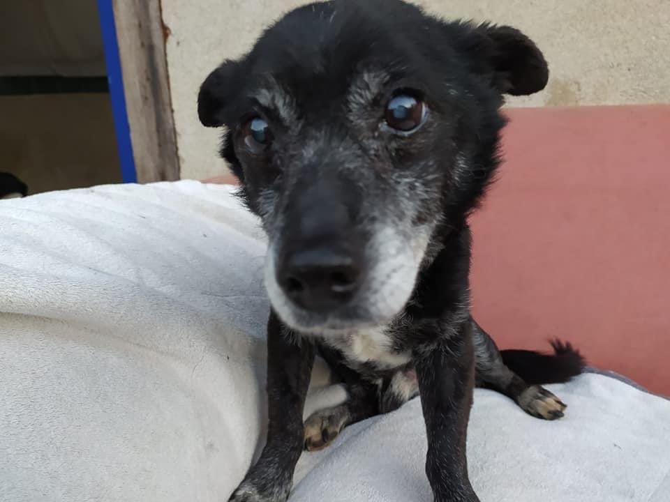 PfotenV's tweet photo. ❤️❤️Opa LINDOR❤️❤️auf unserer PS Nähe Leipzig

LINDOR❤️braucht nicht unbedingt die Gesellschaft anderer Hunde und wenn dann sind ihm die Mädels lieber... 
Er ist gerne im Garten unserer Pflegestelle unterwegs, ist freundlich und lieb zu allen 2beinern, lässt sich hochnehmen, https://t.co/OrFXJ3AWsg