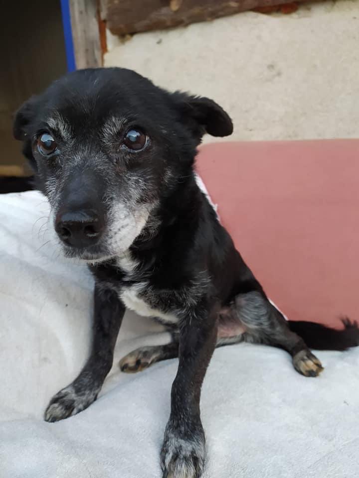 PfotenV's tweet photo. ❤️❤️Opa LINDOR❤️❤️auf unserer PS Nähe Leipzig

LINDOR❤️braucht nicht unbedingt die Gesellschaft anderer Hunde und wenn dann sind ihm die Mädels lieber... 
Er ist gerne im Garten unserer Pflegestelle unterwegs, ist freundlich und lieb zu allen 2beinern, lässt sich hochnehmen, https://t.co/OrFXJ3AWsg