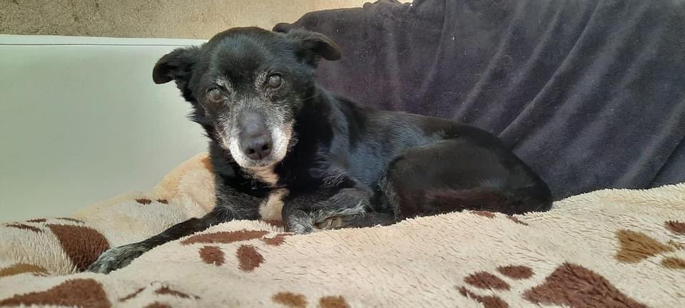 PfotenV's tweet photo. ❤️❤️Opa LINDOR❤️❤️auf unserer PS Nähe Leipzig

LINDOR❤️braucht nicht unbedingt die Gesellschaft anderer Hunde und wenn dann sind ihm die Mädels lieber... 
Er ist gerne im Garten unserer Pflegestelle unterwegs, ist freundlich und lieb zu allen 2beinern, lässt sich hochnehmen, https://t.co/OrFXJ3AWsg