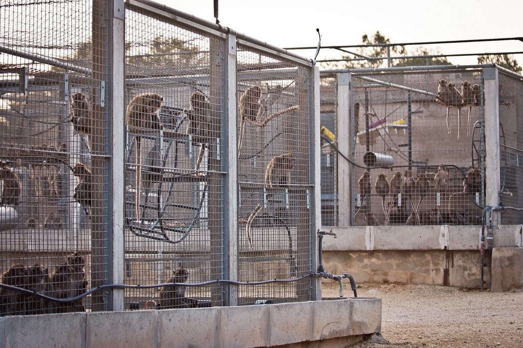 StopCamarles's tweet photo. En los últimos 5 años, Camarney ha enviado a la tortura y muerte a casi 10.000 macacos.
Solo entre Enero y Febrero de este año, ha traficado con más de 700 vidas inocentes.
¿Hasta cuándo vais a seguir permitiendo este miserable sitio @Teresaribera @TeresaJorda?
#StopCamarles https://t.co/jtnhyVfZ8a
