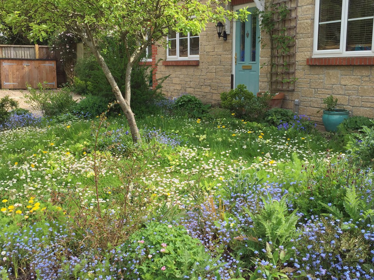 KerrieDoodles's tweet image. I’m thinking of posting a note through the letterbox of this house to congratulate them on their #NoMowMay lawn.