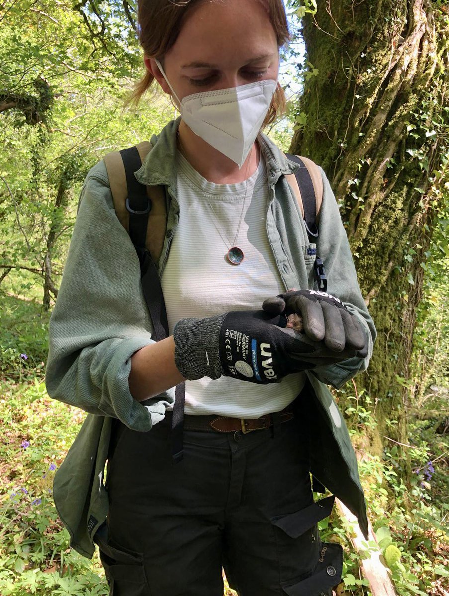 AmityAllen's tweet photo. A fantastic day at Armstrong Wood Reserve checking bat boxes with Tony Atkinson and the Cornwall Bat Group @_BCT_ 1 pip, 1 BLE and 1 natterers, many shrews and a otter spraint! #bats #spring #NBMP #batwoman 🦇🌱 https://t.co/xOVLEm5W07