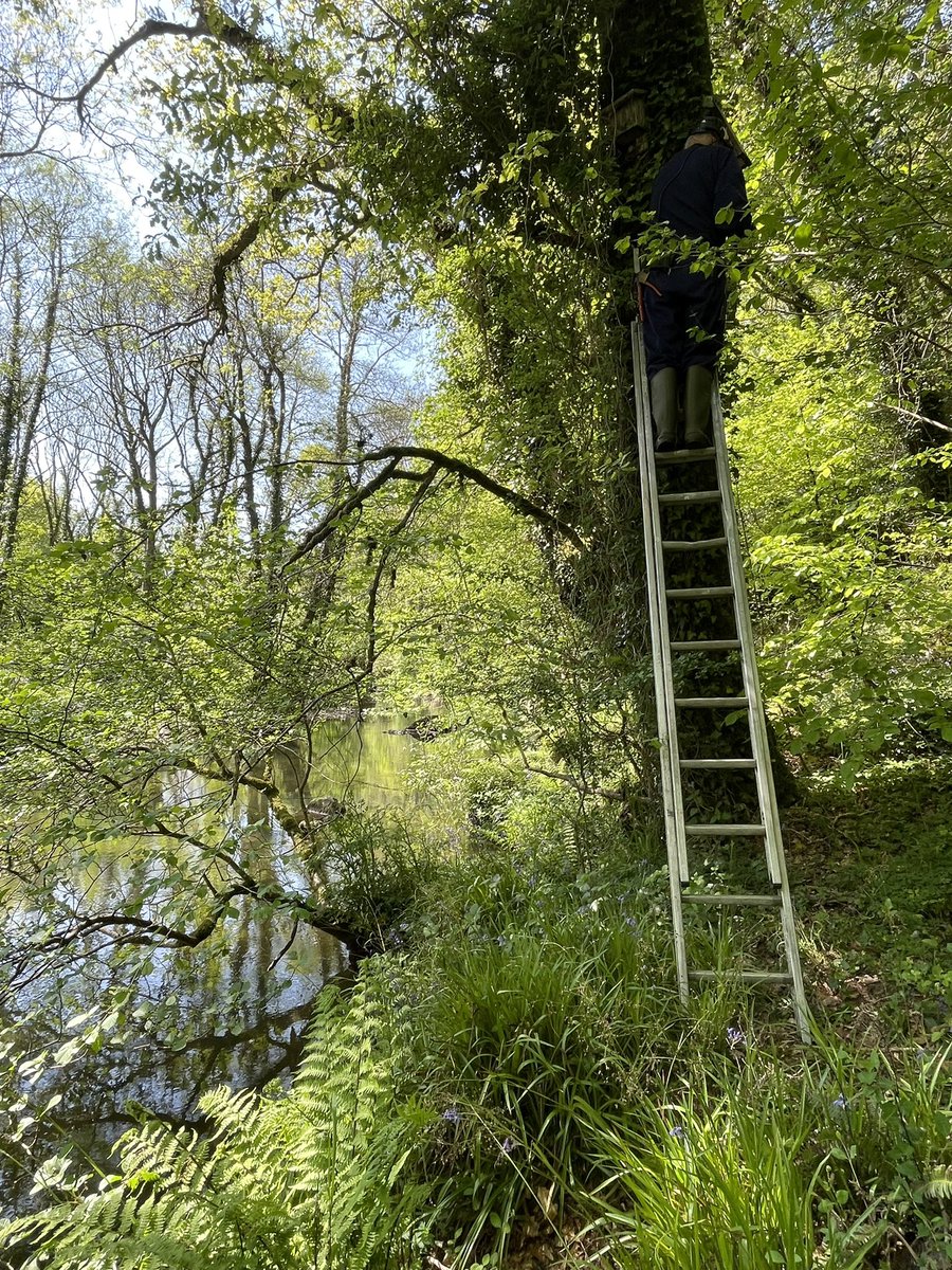 AmityAllen's tweet photo. A fantastic day at Armstrong Wood Reserve checking bat boxes with Tony Atkinson and the Cornwall Bat Group @_BCT_ 1 pip, 1 BLE and 1 natterers, many shrews and a otter spraint! #bats #spring #NBMP #batwoman 🦇🌱 https://t.co/xOVLEm5W07