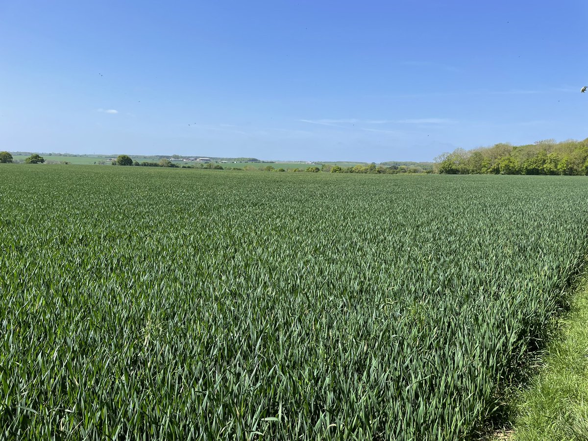 BritainsHigh's tweet photo. 27/47 Chrishall Common, Essex, 147m. #walking #getoutthere #TOWIE https://t.co/yydLyCt3CG