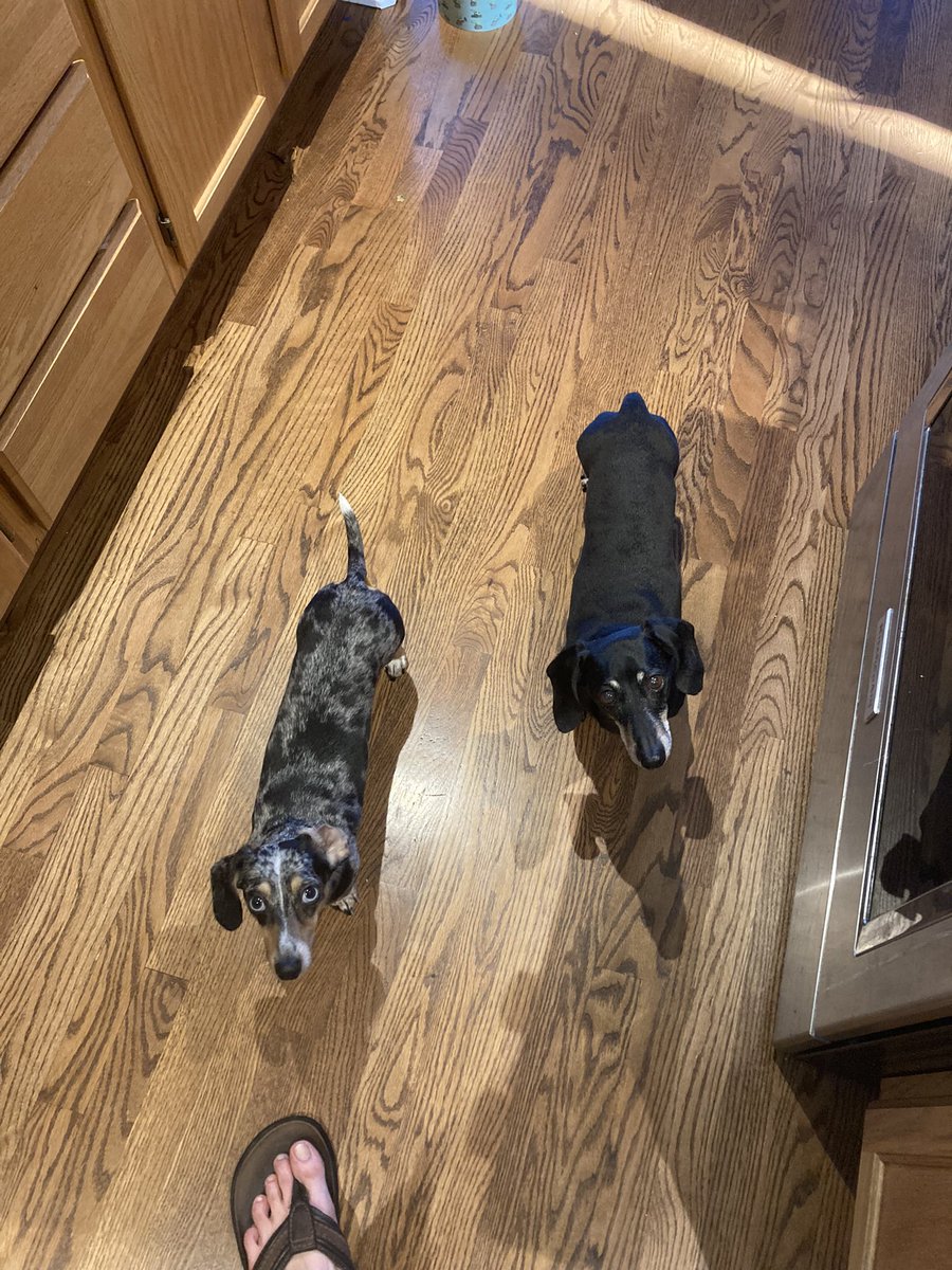 DachshundWizard 🧙♂️ tweet media