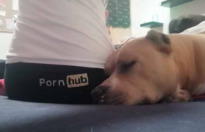 #dog #pornbull #pornhub 😍 https://t.co/vdvvdDpjOp<a href="/tag/dog"class="tags">#dog</a><a href="/tag/pornbull"class="tags">#pornbull</a><a href="/tag/pornhub"class="tags">#pornhub</a>