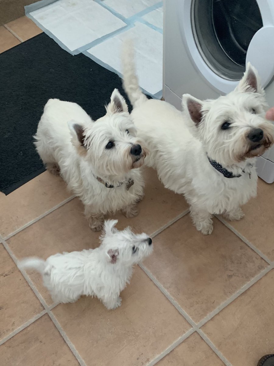 driseborough's tweet photo. Our new family. 🐶🐶🐶😍😍😍#angus #maggie #hamish https://t.co/8Qy3kLFYoF