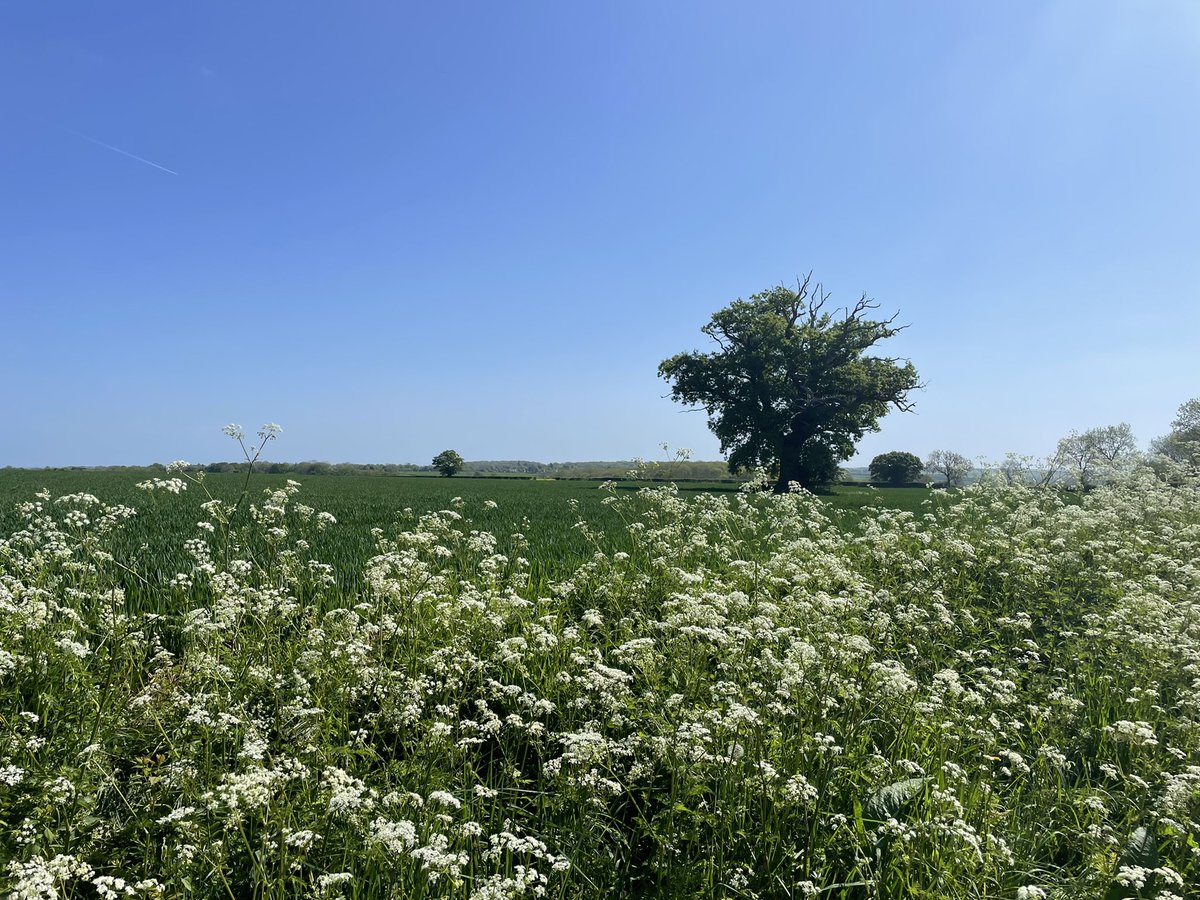 BritainsHigh's tweet photo. 26/47 Great Chishill, Cambridgeshire, 146m. #walk #eastengland #cambridgeshire https://t.co/uwOTovOWQa