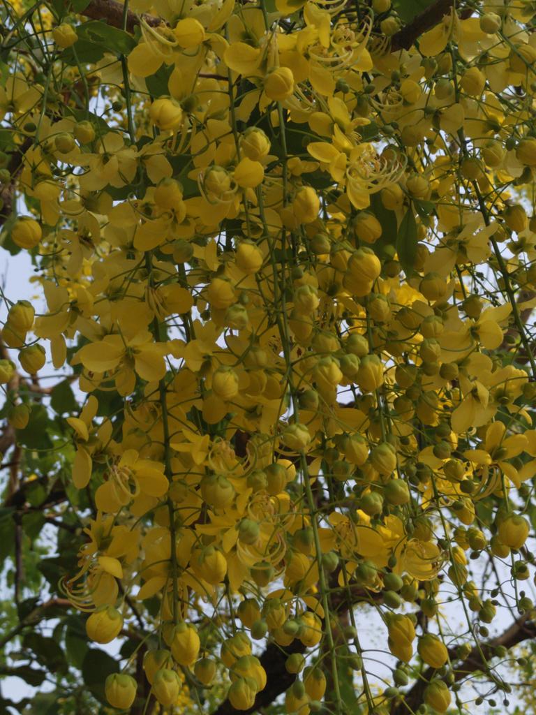 Smruti_Dream's tweet photo. #Sunari ye moh moh ke dhage 💛💛 https://t.co/MqYUCuLYCP