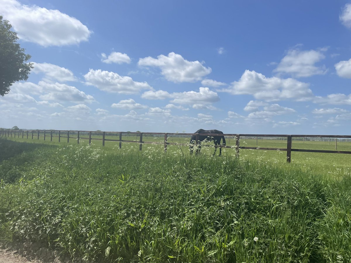 BritainsHigh's tweet photo. 28/47 Great Wood, Suffolk, 128m. #Suffolk #Horses #shortwalk https://t.co/99haOJOp0P