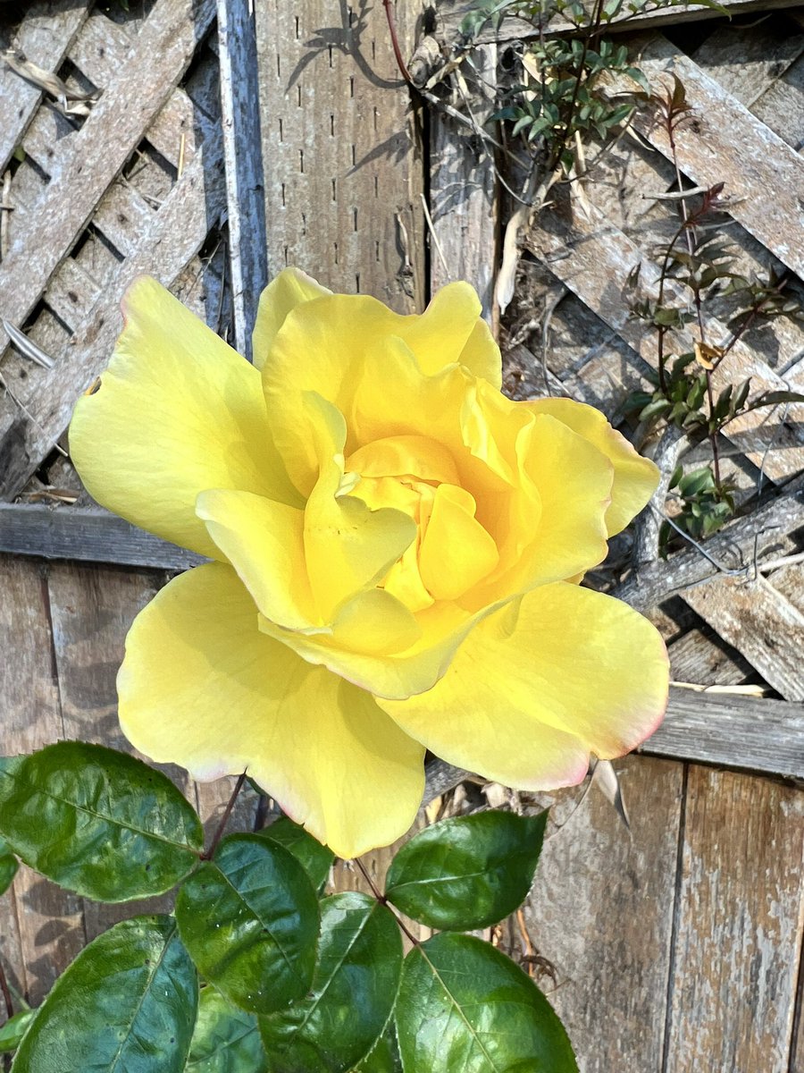 rgporras's tweet photo. What a day to be on the Santa Cruz Wharf. Happy Mothers Day!! https://t.co/7ig4Iq1Rd5