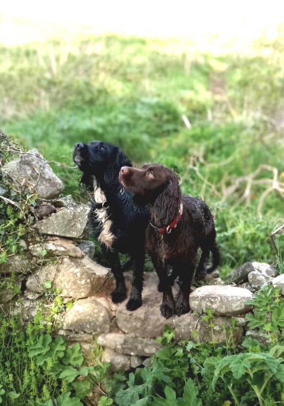 Happy 1st Birthday to Maya &amp; Luna ❤️ my amazing girls x