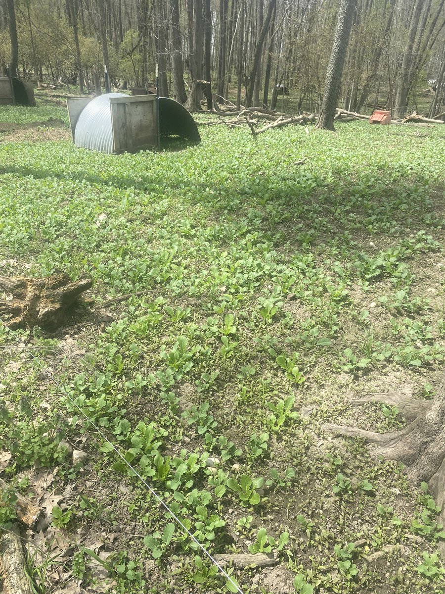 GGunthorp's tweet photo. We had the airplane out to seed some wooded pastures this spring.   Some of the 70 acres are coming along really well. #realpigfarming #AgTwitter #porkwithflavor #AWA #AWACertified https://t.co/I7MLmfd8Ki