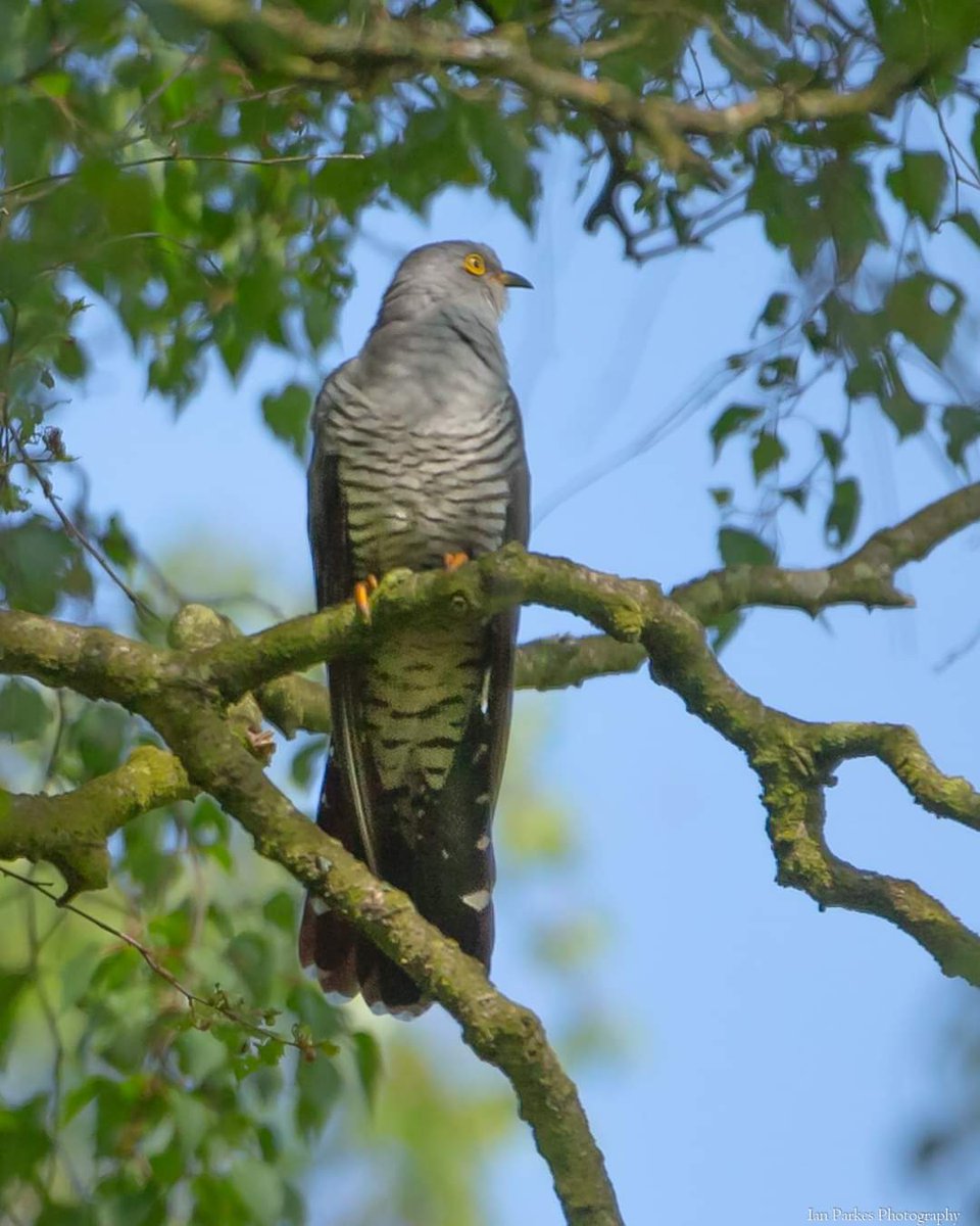 BigKidDaddy1's tweet photo. It did not take long to find with the Loud call of The Cuckoo.
Tricky shot as in was in thick woods 
Beautiful .
@Natures_Voice @Staffsbirdnews #HighgateCommon #wildlifephotography #wildlife https://t.co/PeTHz6wcb8