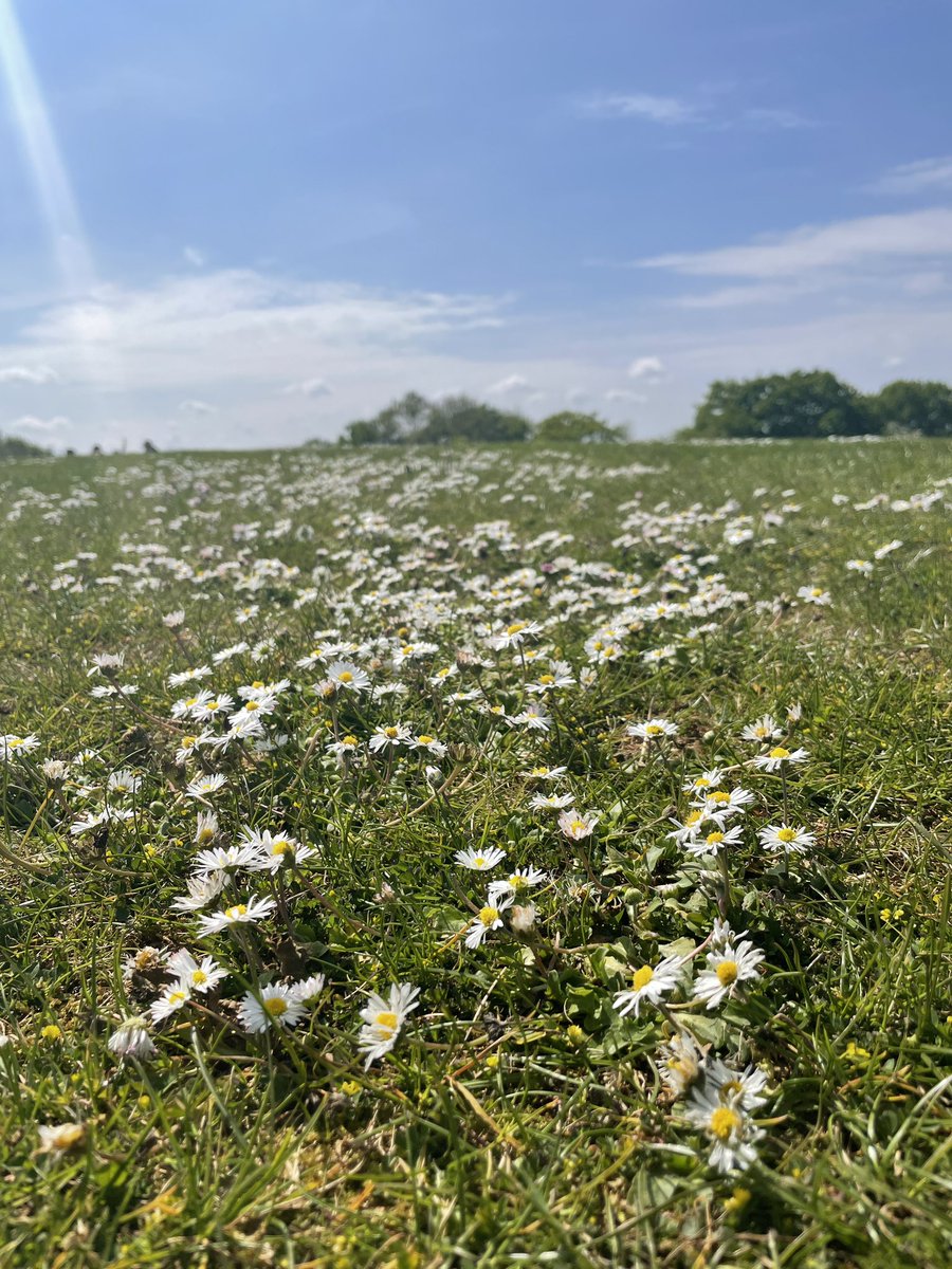 Un prato zeppo di margherite nel mezzo della campagna inglese, il sole caldo di primavera, un buon libro e il mio matematico del cuore.

💛 A volte basta poco per essere felici.
