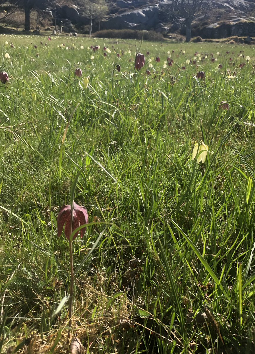 På strövtåg i i norra #Bohuslän med bland annat blommande gullviva på Valön naturreservat.🌞🌼🌺🌷