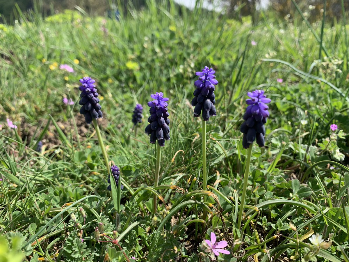 eferrerpont1's tweet photo. All de bruixa (Muscari neglectum), jonça (Aphyllanthes m.), herba fetgera (Anemone hepatica), Vinca sp…en hàbitats de #prats, #roquissars, #rouredes i #fagedes…#Milany Per què ens agraden tant les blaves? (2/2) https://t.co/KKlMUEntIU