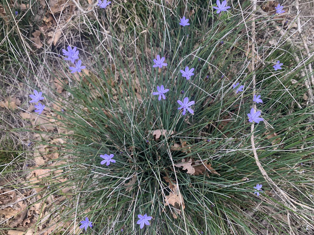 eferrerpont1's tweet photo. All de bruixa (Muscari neglectum), jonça (Aphyllanthes m.), herba fetgera (Anemone hepatica), Vinca sp…en hàbitats de #prats, #roquissars, #rouredes i #fagedes…#Milany Per què ens agraden tant les blaves? (2/2) https://t.co/KKlMUEntIU