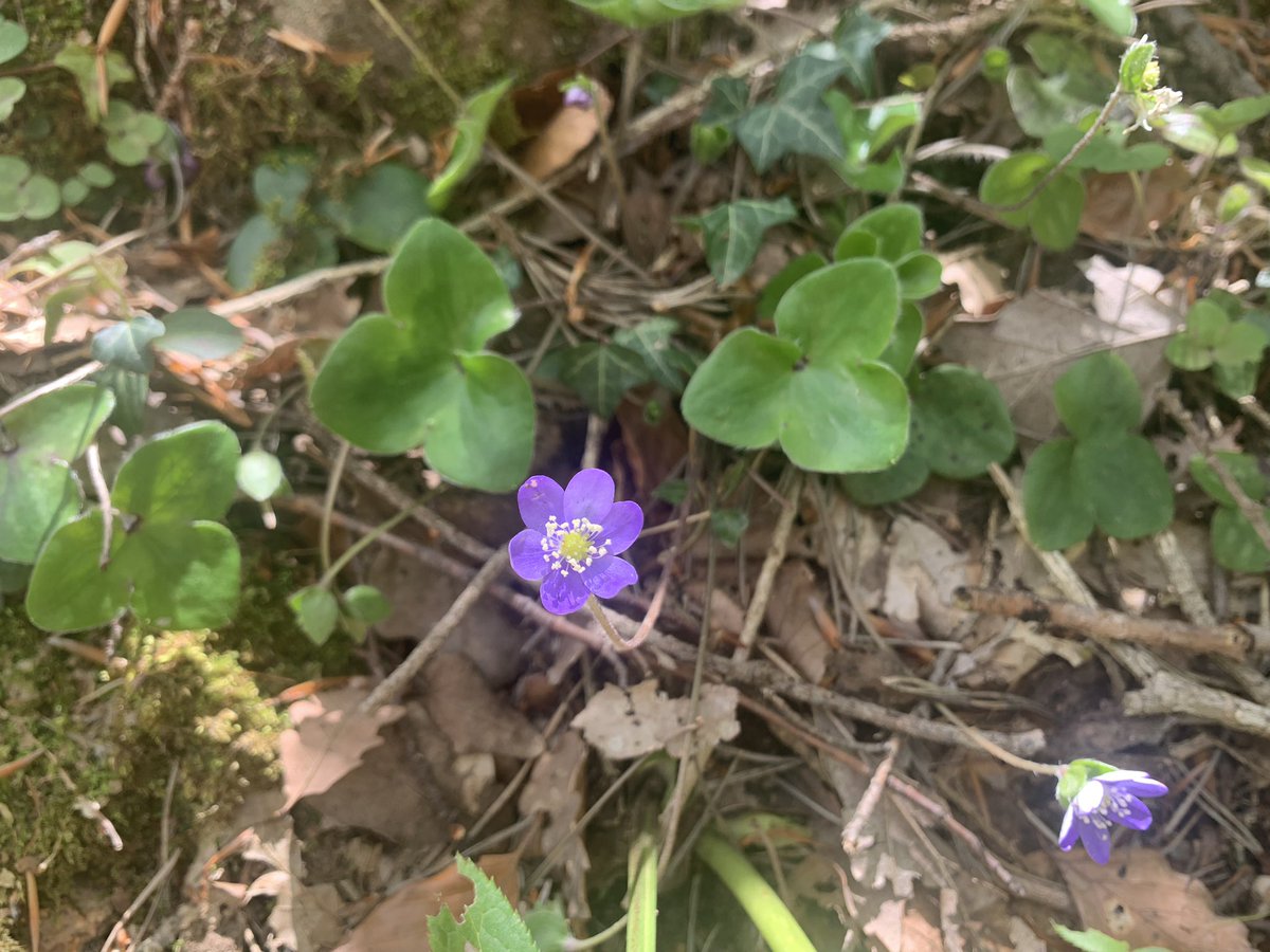 eferrerpont1's tweet photo. All de bruixa (Muscari neglectum), jonça (Aphyllanthes m.), herba fetgera (Anemone hepatica), Vinca sp…en hàbitats de #prats, #roquissars, #rouredes i #fagedes…#Milany Per què ens agraden tant les blaves? (2/2) https://t.co/KKlMUEntIU