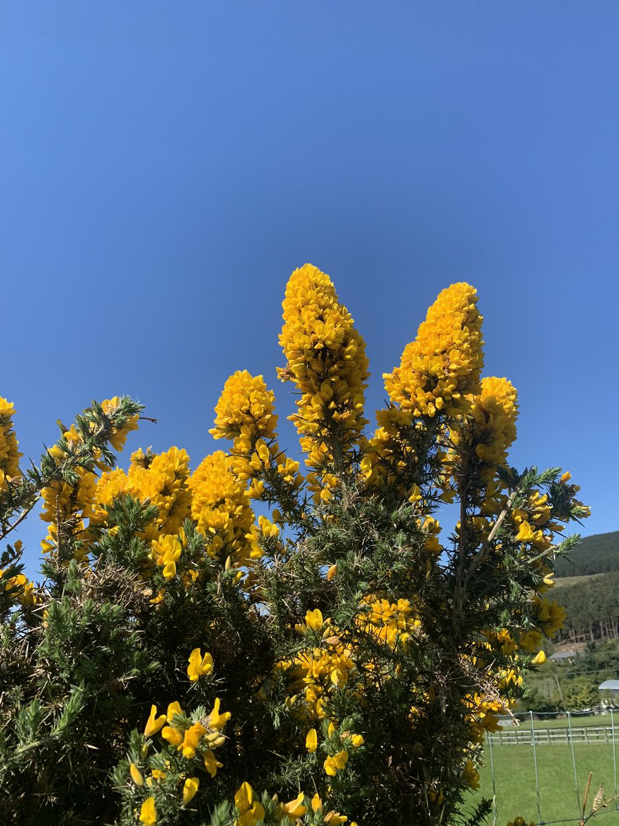 vickycarrollvc's tweet photo. @boucherhayes Glorious smell 👃 https://t.co/iImP9Mk5Nw