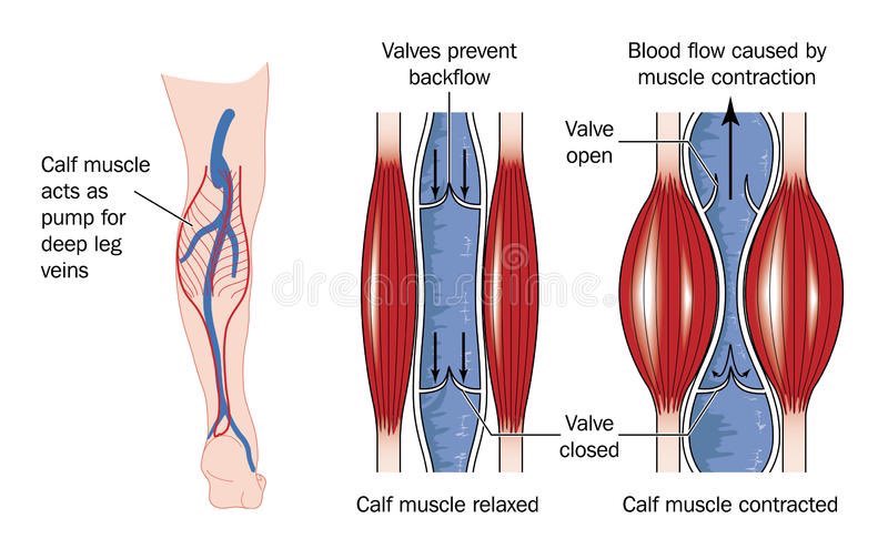 📍عضلات ال calf muscle  تسمى القلب الثاني (second heart)

لحكمه من الله جعل هذه العضله القويه بالقدم لانه عندما  يصير انقباض للعضله يتحرك الدم للاعلى 

ولان حركة الدم بتكون عكس الجاذبيه ف الله سبحانه حاوط الأوردة بهذه العضله القويه  لتدفع الدم للاعلى وتقاوم حركه الجاذبية