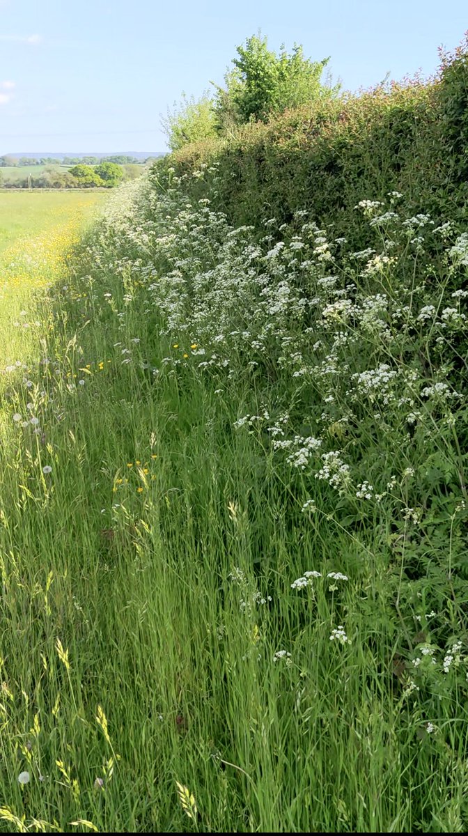 theNPMS's tweet photo. Linear plots! Looking for tips on where to place and how to record on them? There's still time to register on to our live linear plots webinar this Thurs! 👉
https://t.co/q7OPUM1rWg
#botany #plantID #habitat #monitoring #wildfowers #citizenscience #volunteer #conservation https://t.co/uM6tEX7tPn