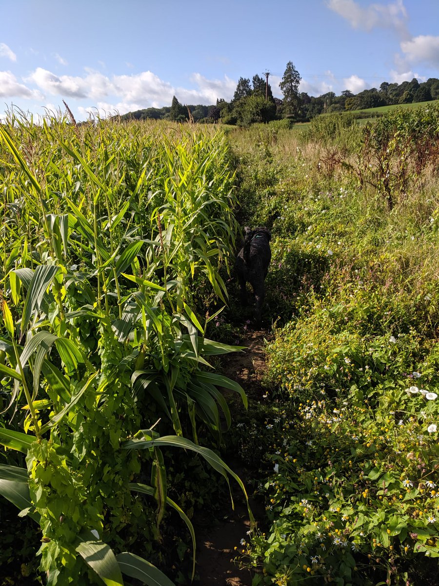 theNPMS's tweet photo. Linear plots! Looking for tips on where to place and how to record on them? There's still time to register on to our live linear plots webinar this Thurs! 👉
https://t.co/q7OPUM1rWg
#botany #plantID #habitat #monitoring #wildfowers #citizenscience #volunteer #conservation https://t.co/uM6tEX7tPn